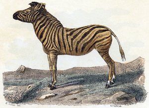 Zebra - „Alfabet ilustruje zwierzęta” XIX wiek (grawerunek) autorstwa Edouard Travies