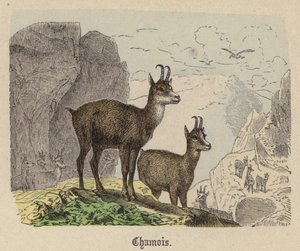 Chamois (kolorowy grawer) autorstwa Friedrich Specht