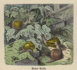 Ślimaki ogrodowe (kolorowy grawer) autorstwa Friedrich Specht
