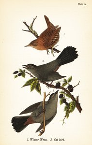 Strzyżyk ozimy, Troglodytes hiemalis 1 i kocic szary, Dumetella carolinensis cat-bird 2