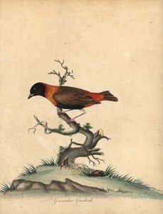 Czerwony biskup południowy, Euplectes orix. (Grenadier grubodziób, Loxia orix) Ręcznie barwiony miedzioryt ilustracji autorstwa Williama Hayesa z Portretów rzadkich i ciekawych ptaków z Menażerii Osterly Park, Londyn: Bulmer