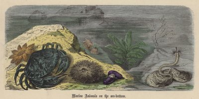 Zwierzęta morskie na dnie morza (kolorowy grawerunek) autorstwa Friedrich Specht