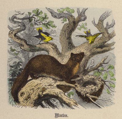 Kuna (kolorowy grawer) autorstwa Friedrich Specht